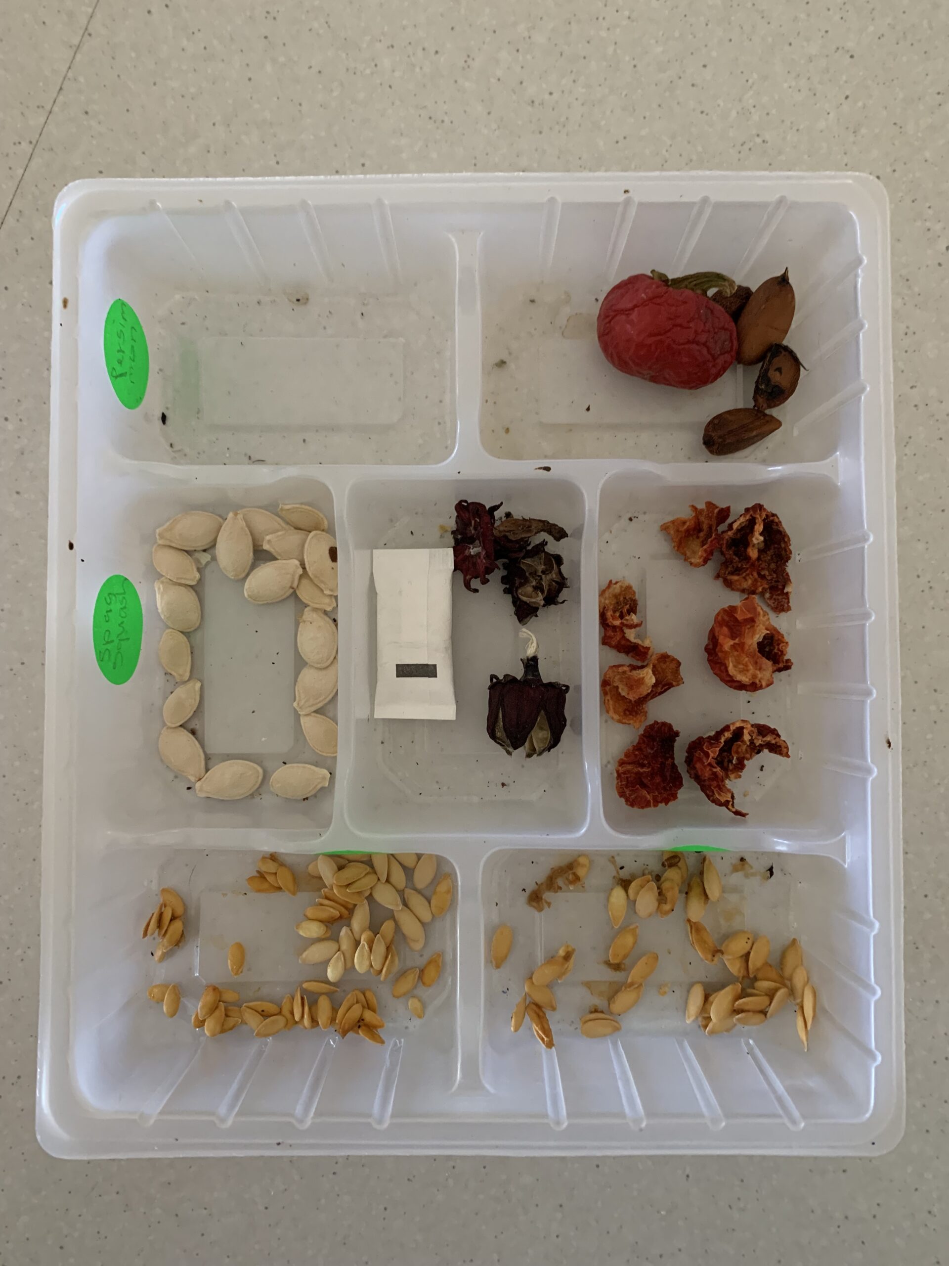 A plastic, translucent tray with seven pockets, filled with seeds from varying plants. There are some large, bright red seeds in the top right pocket, smaller red seeds in the middle right and centre pockets, white flat seeds in the middle left pocket and small light brown seeds in the bottom two pockets.
