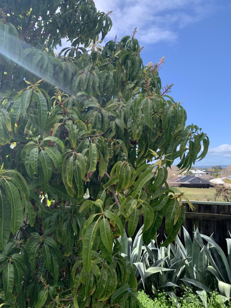A large umbrella tree showing off its characteristic narrow, drooping leaves, dominates the scene against a bright blue sky. Behind the umbrella tree are a bunch of agaves growing against a wooden fence. In the distance beyond the fence, tightly-nestled house roofs can be seen peaking over.